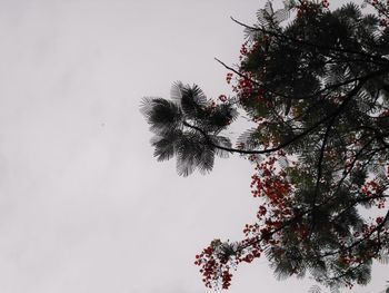 Low angle view of trees against clear sky