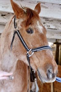 Brown horse in barn