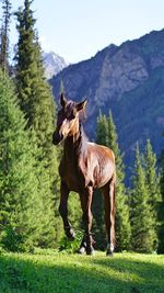 Horse standing in a field