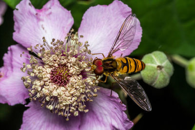 Close-up of bee pollinating on purple flower