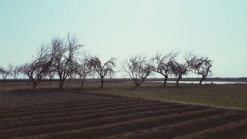 Trees on field against clear sky