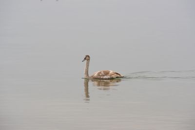 Duck swimming in lake