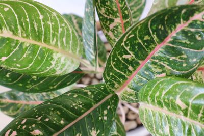 Close-up of fresh green leaves