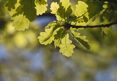 Close-up of fresh green tree against sky