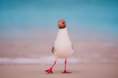 Close-up of seagull on beach