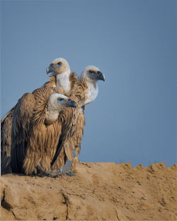 Low angle view of bird perching on sand at desert against clear sky