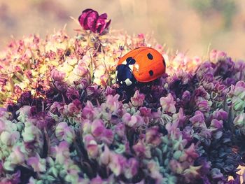 Close-up of ladybug on flower