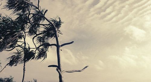 Low angle view of trees against sky