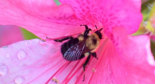 Close-up of bee pollinating on pink flower