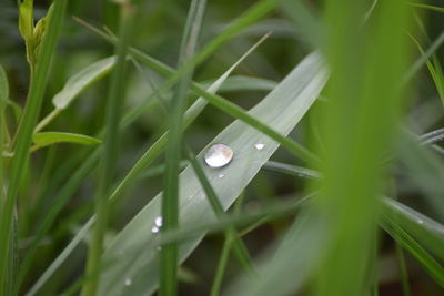Close-up of water drops on grass