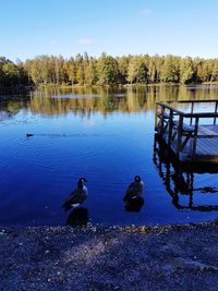 Ducks in a lake