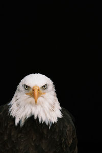 Close-up portrait of eagle against black background