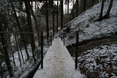 Snow covered land and trees in forest