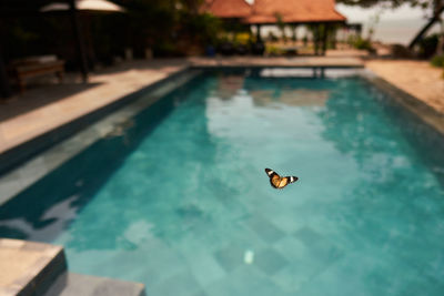 High angle view of duck swimming in pool