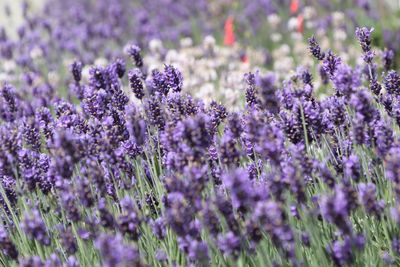 Close-up of purple flowering plants on field