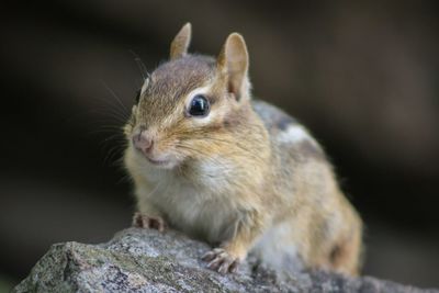 Close-up of squirrel on rock
