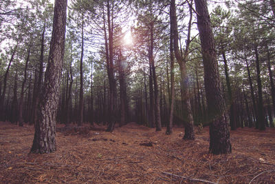 Trees in forest