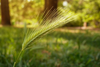 Close-up of wheat growing on field