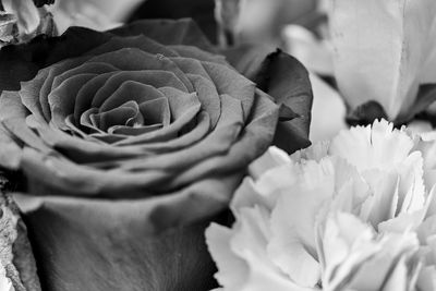 Close-up of rose blooming outdoors