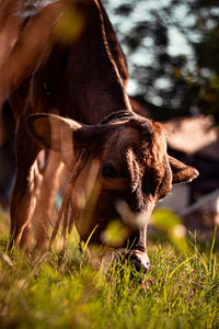 Close-up of cow standing on field