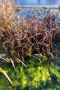 Close-up of grass on lakeshore