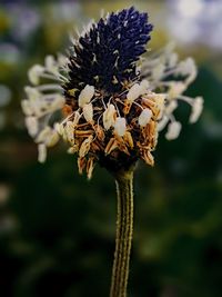 Close-up of wilted flowering plant on field