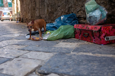 Dog by garbage on pathway