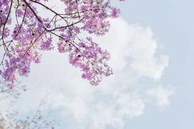 Low angle view of cherry blossoms against sky