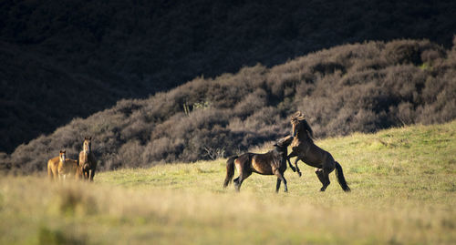 Horses in a field