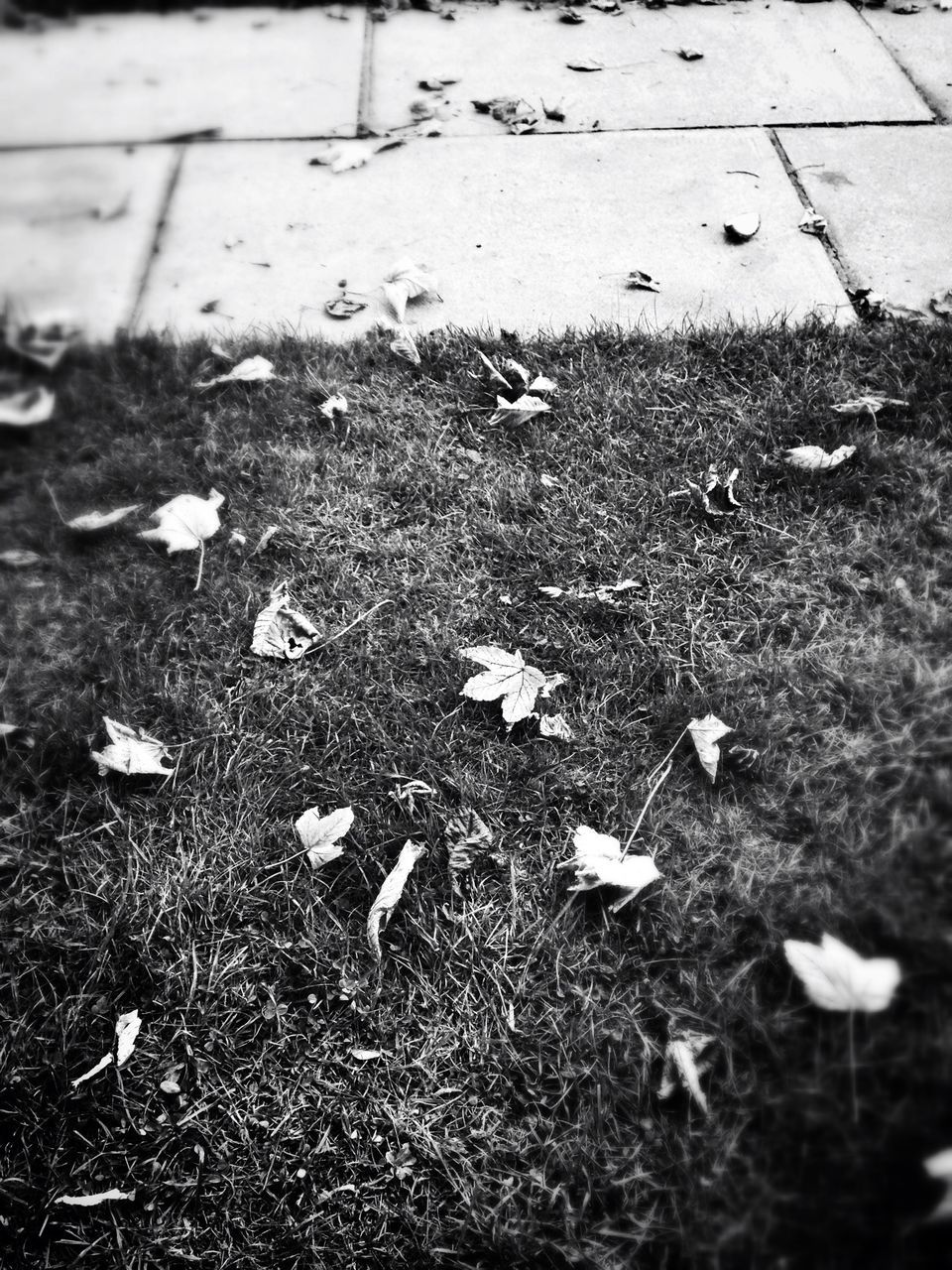 autumn, leaf, dry, high angle view, fallen, season, change, grass, leaves, asphalt, street, ground, nature, day, falling, field, outdoors, surface level, close-up, no people