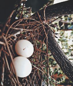 Close-up of bird in nest