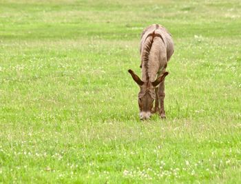 Horse grazing in field