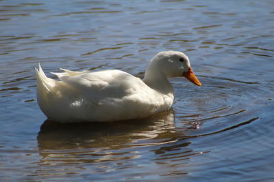 White bird on lake