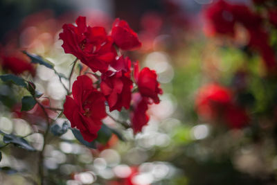 Close-up of red roses blooming at park