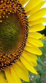 Macro shot of flower