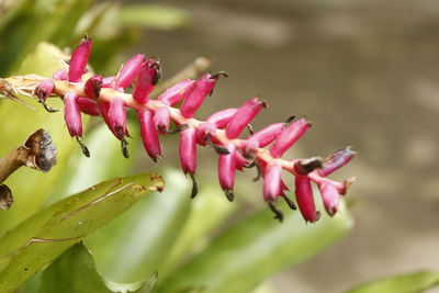 Close-up of pink flowering plant