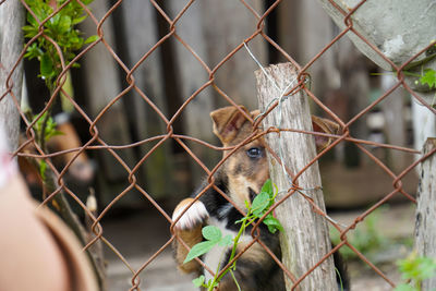 Stray puppy behind the fence