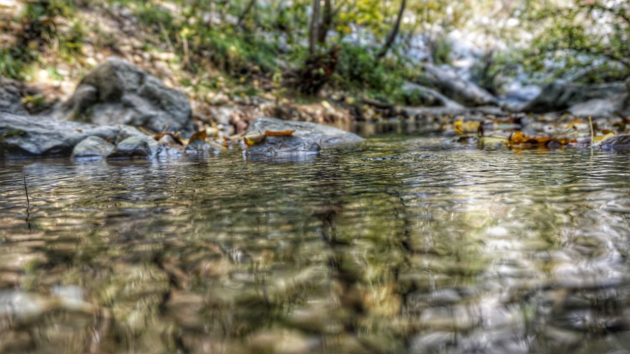 water, animal themes, animals in the wild, waterfront, nature, outdoors, one animal, lake, reflection, day, animal wildlife, no people, bird, puddle, alligator, swimming, close-up, beauty in nature, mammal, crocodile