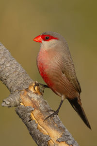 Close-up of a bird perching on branch