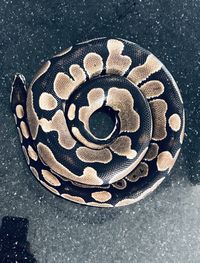 High angle view of cake