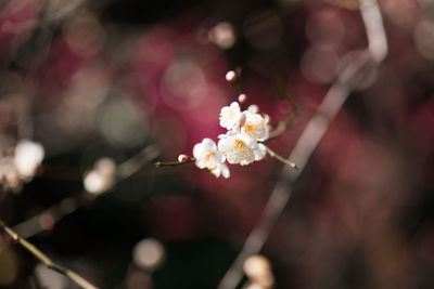 Close-up of flowers growing on plant