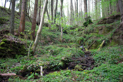 Trees and plants in forest