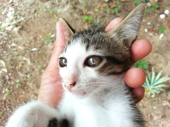 Close-up of kitten on hand