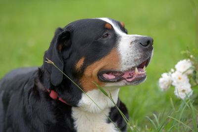 Close-up of dog looking away