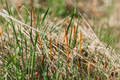 Close-up of insect on grass