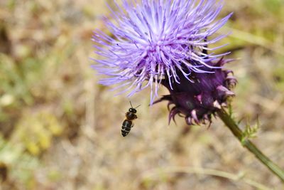 Close-up of bee pollinating on purple flower