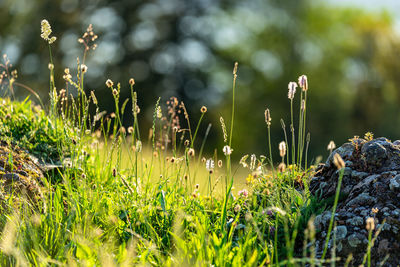 Close-up of plants growing on field