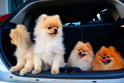View of dogs in car