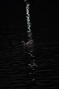 High angle view of person swimming in lake