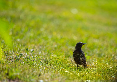 Bird perching on a field